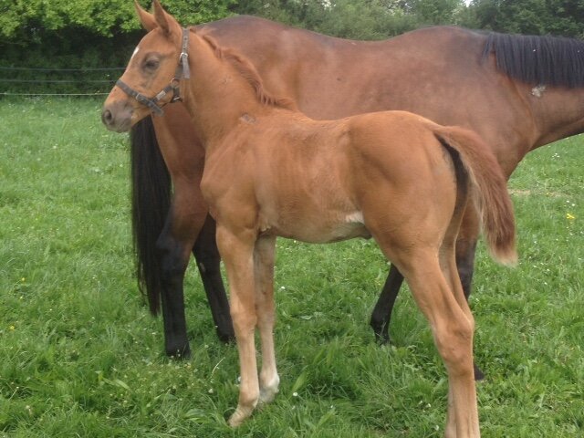 Gilly Express DKS (filly born March 29, 2016_ Diamant de  Semilly - Baloubet du Rouet - Cento_ picture taken on May 15, 2016).jpg