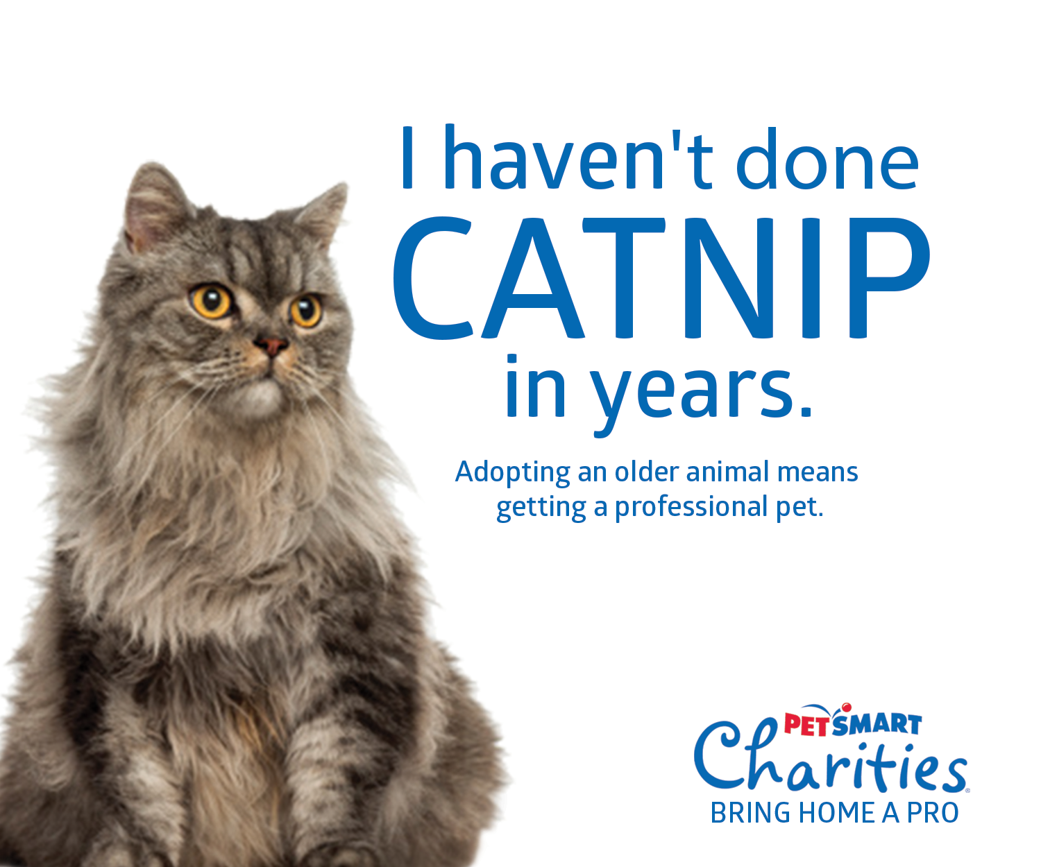 Petsmart Adoptions — MOLLY RYAN