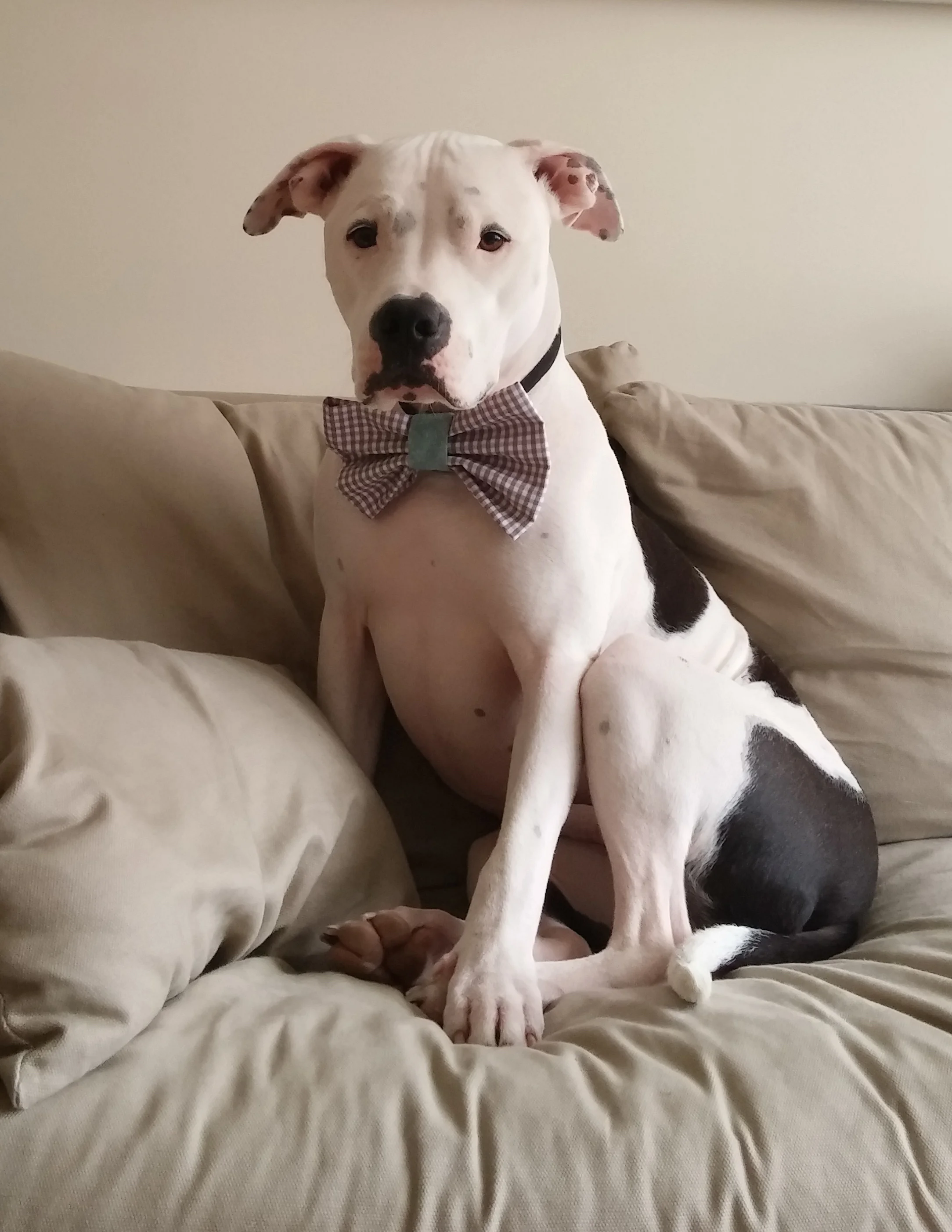 finn_bowtie.jpg