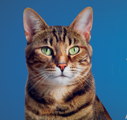 Screen Shot 2017-09-24 at 5.22.23 PM.png