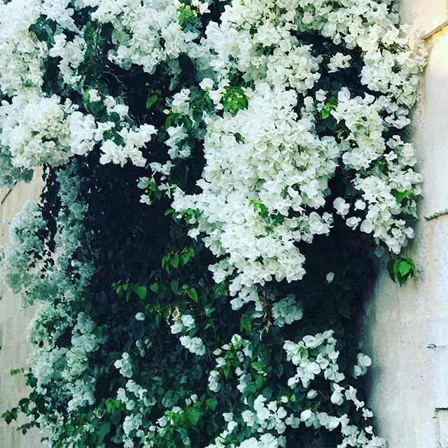 I spotted this incredible vine down an alley way on my recent dusk walk around the streets. 
It&rsquo;s been such a long time between posts! 
I found so much time was sucked up in creating food photos that I began to not enjoy the process. 
Lots has changed in the past 12 months - new town, new schools and setting up a new business has needed my attention. 
So with this new shift in location comes a shift in photo direction - I still love my food, and when I have the time I create things worth photographing. However I want to include more - as there are so many more inspiring feasts for eyes. 
If this change is not for you, that&rsquo;s ok - for the one thing that social media has taught me is to not get attached to the number of likes and followers. 
That&rsquo;s enough waffle from me! 
Hope you&rsquo;re having a divine Sunday afternoon! 😘