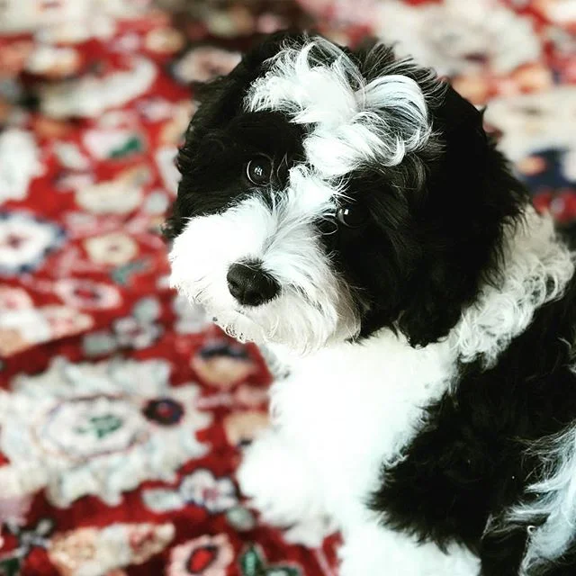 It&rsquo;s National Puppy Day somewhere in the world so just had to add my adorable fluffball. 
He&rsquo;s a ball of joy and fun - and so cute!! The kids tell me everyday how happy they are to have a dog. Best thing we did as a family. 
#puppy #nationalpuppyday #cutepuppy #adorable #Cavoodle #furbaby