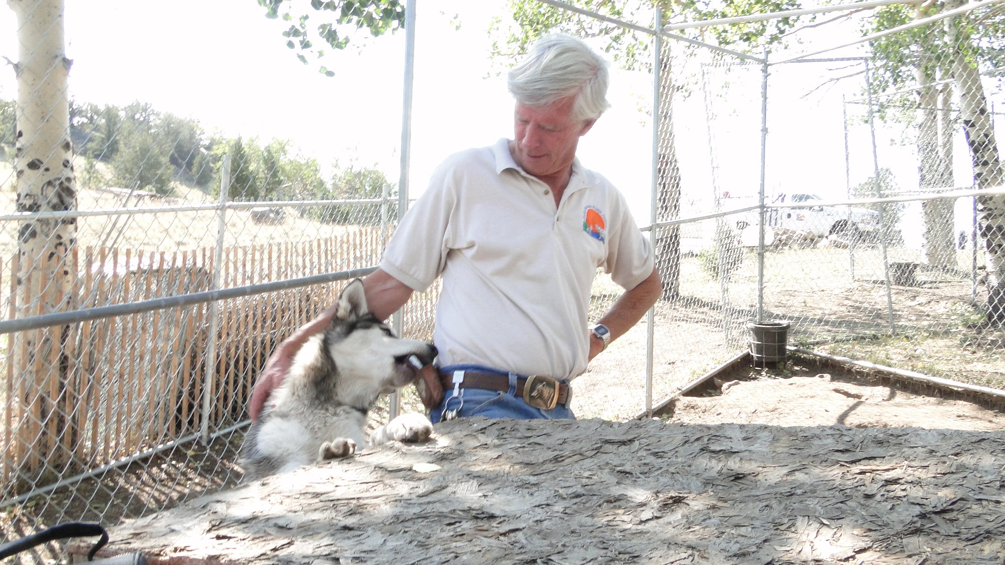 Mark Johnson with one of the wolves