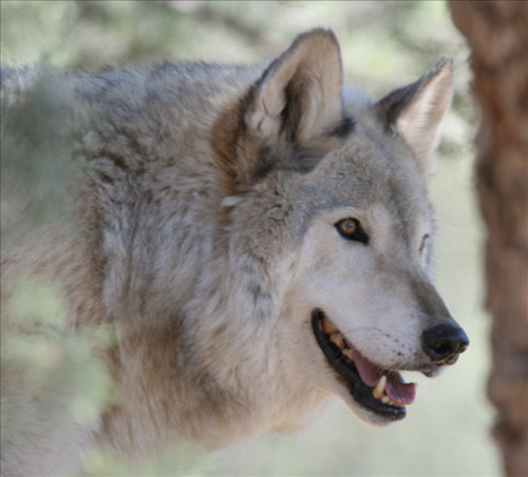 Cheyenne the healing wolf