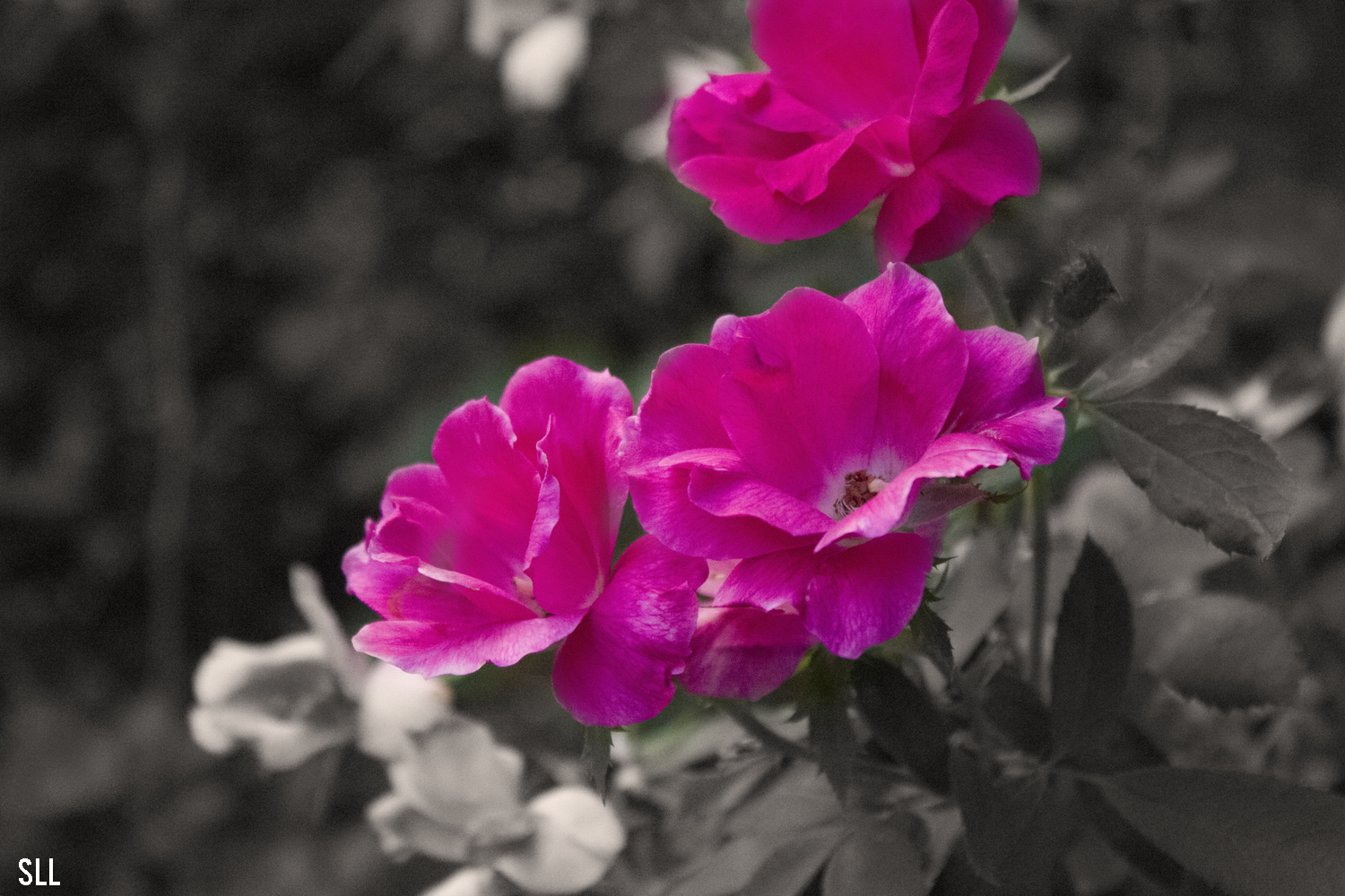 nature3.png