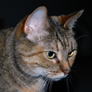 Gizmo Luttmer