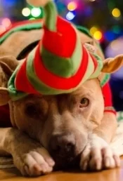 Addison Baker- ready for Christmas!