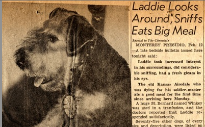 airedale terrier history