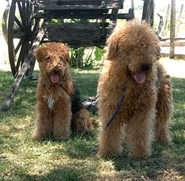 airedale terrier long hair