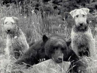 AIREDALES-HUNTING-BEAR-1353104741.jpg