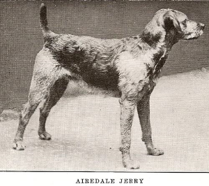 airedale terrier history
