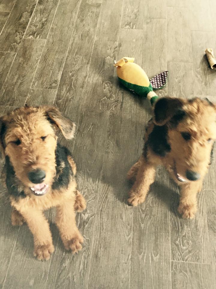 Lucky Stars and Huck Finn from Maggie's first litter. Pictures here at 5 months - Now known as Huckleberry (aka Lucky Stars) and Finnegan (aka Huck Finn) courtesy of the Sowell's. Thanks!