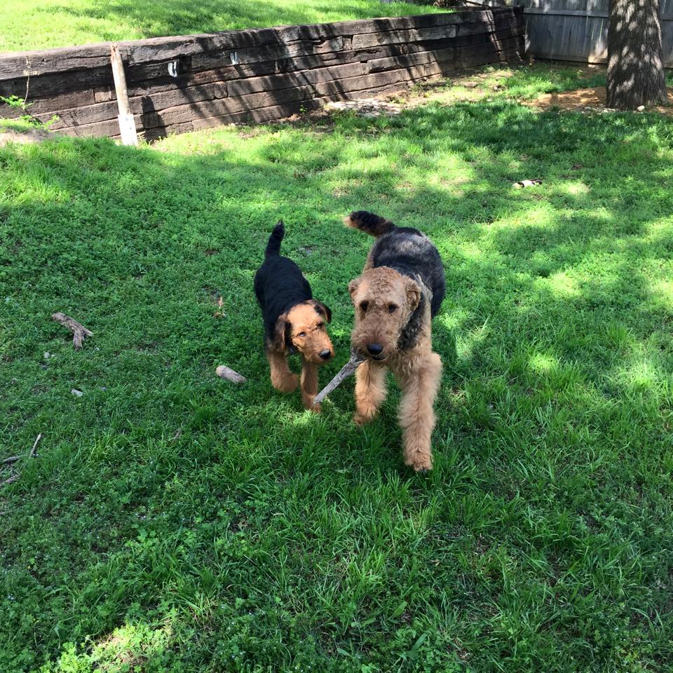  Father and Son - Gates teaching his son to fetch! ( from Maggie's first litter) 