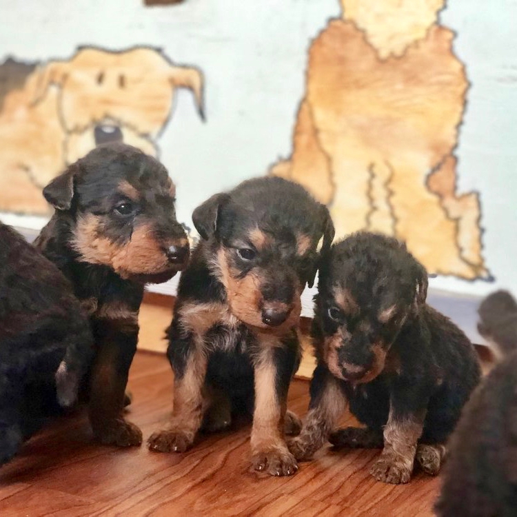 DOGWOODDALES AIREDALE TERRIER PUPPIES