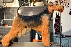 SIMBA'S SIRE CH TOVARISCHTSCH TIM VOM GOETSCHAL