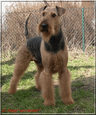 SIMBA GRANDSIRE: GARY VOM DIPPOLD