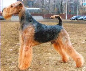 Simba GRANDGRANDSIRE: MULTI INT GCH STARGUS GALIANO