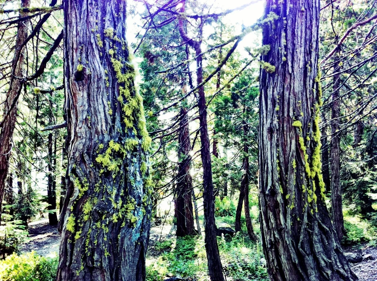 mossy tree.jpg