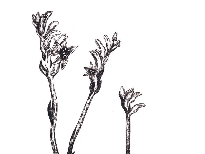 kangaroo paw illo.jpg