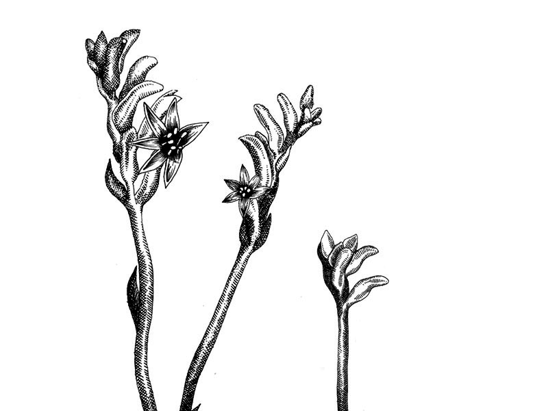 kangaroo paw illo.jpg