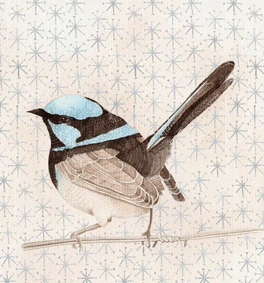 bluewren_large.jpg