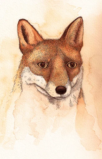 fox card large.jpg