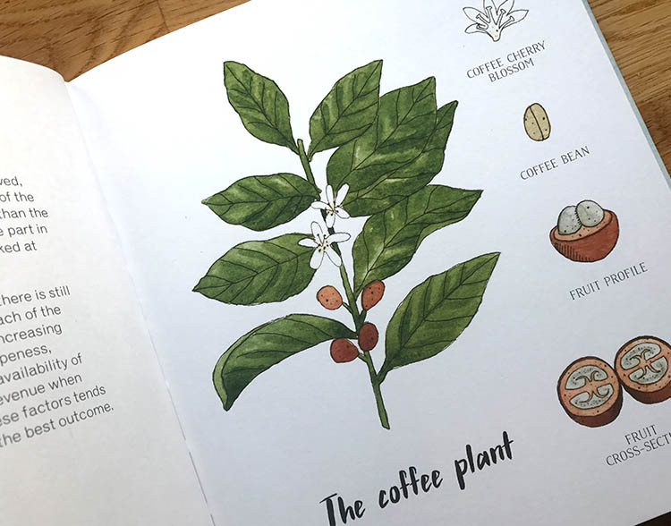 the coffee plant.jpg