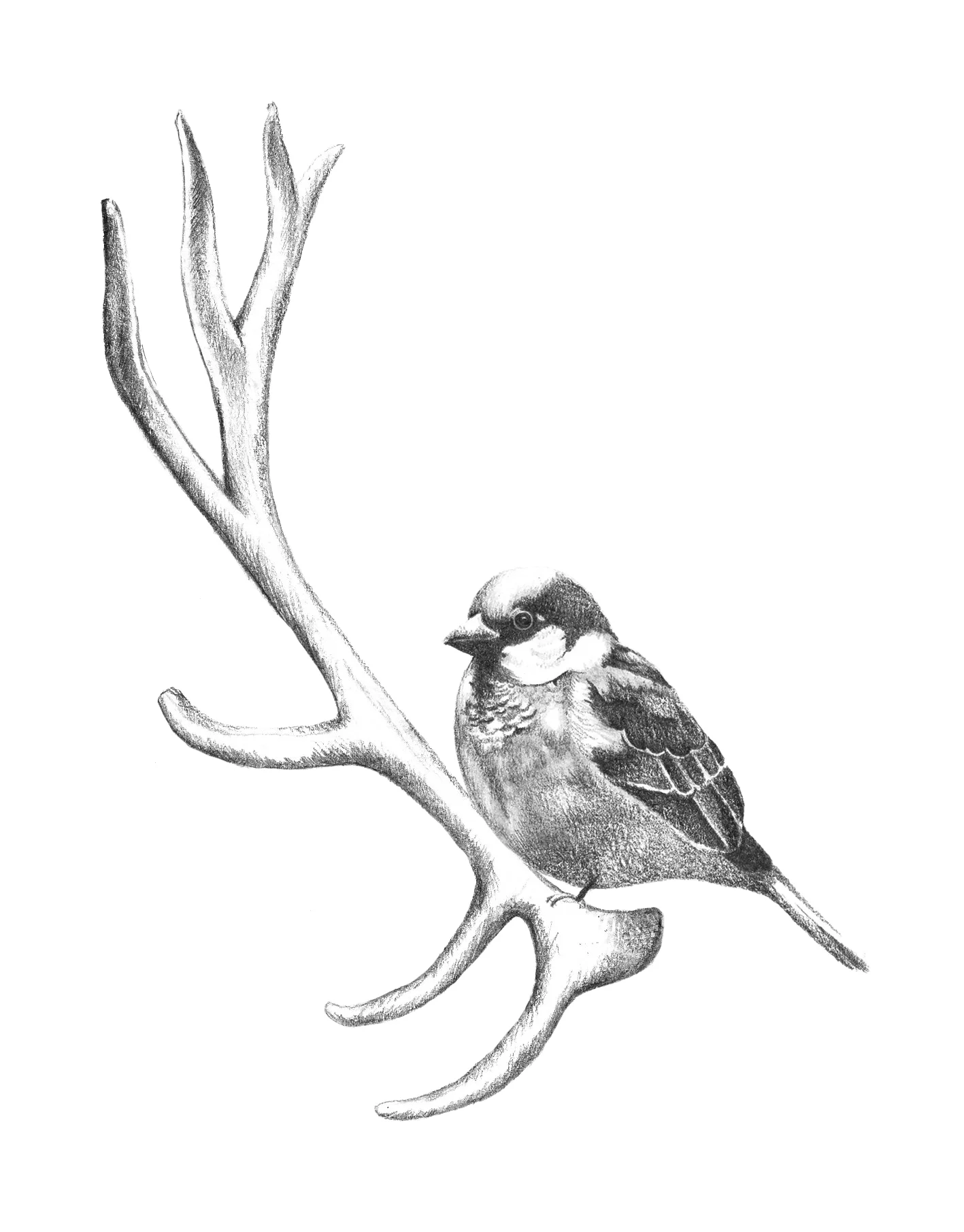 bird on antler copy.jpg