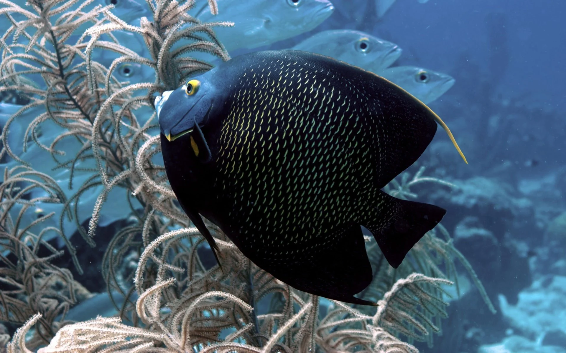 Big-black-exotic-fish-wallpaper-hd-1920x1200.jpg