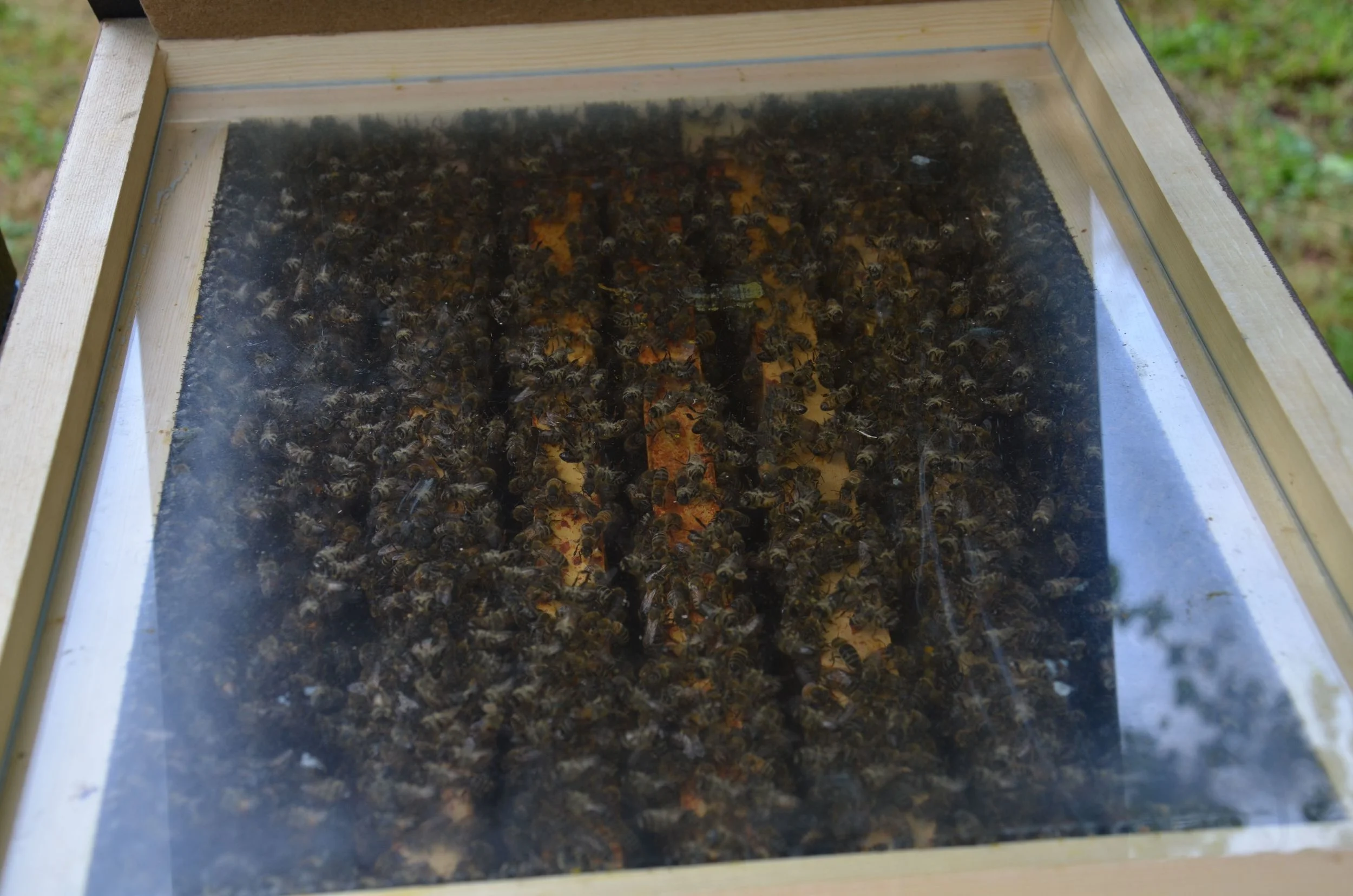 Bienensauna-Behandlug Schwalbach