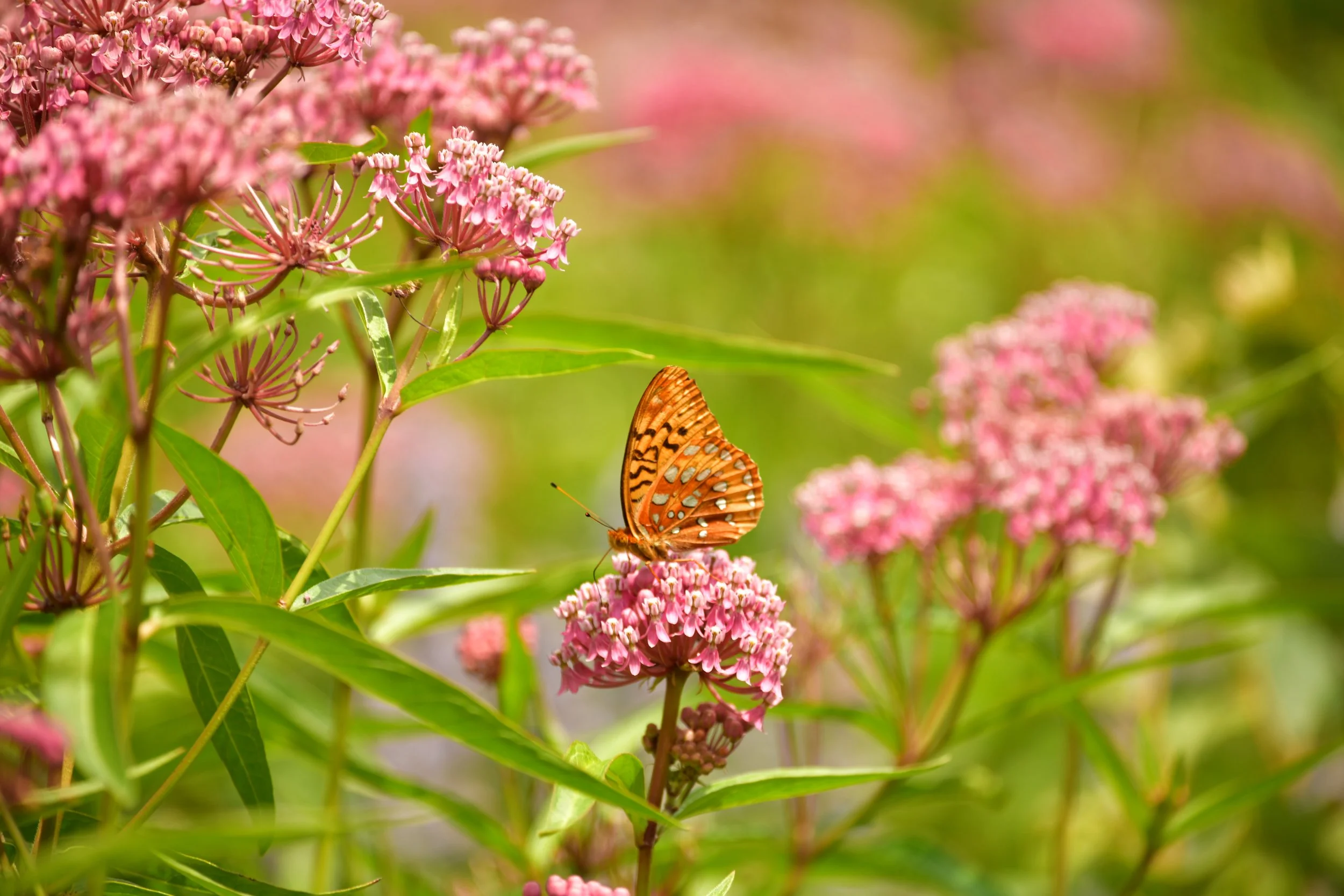 DSC_3852.JPG