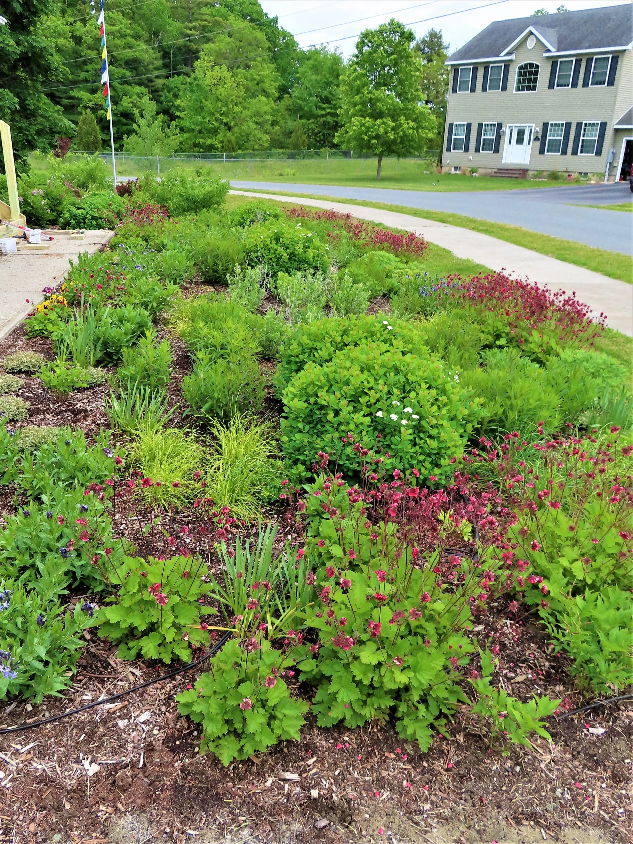 Late May front garden.JPG