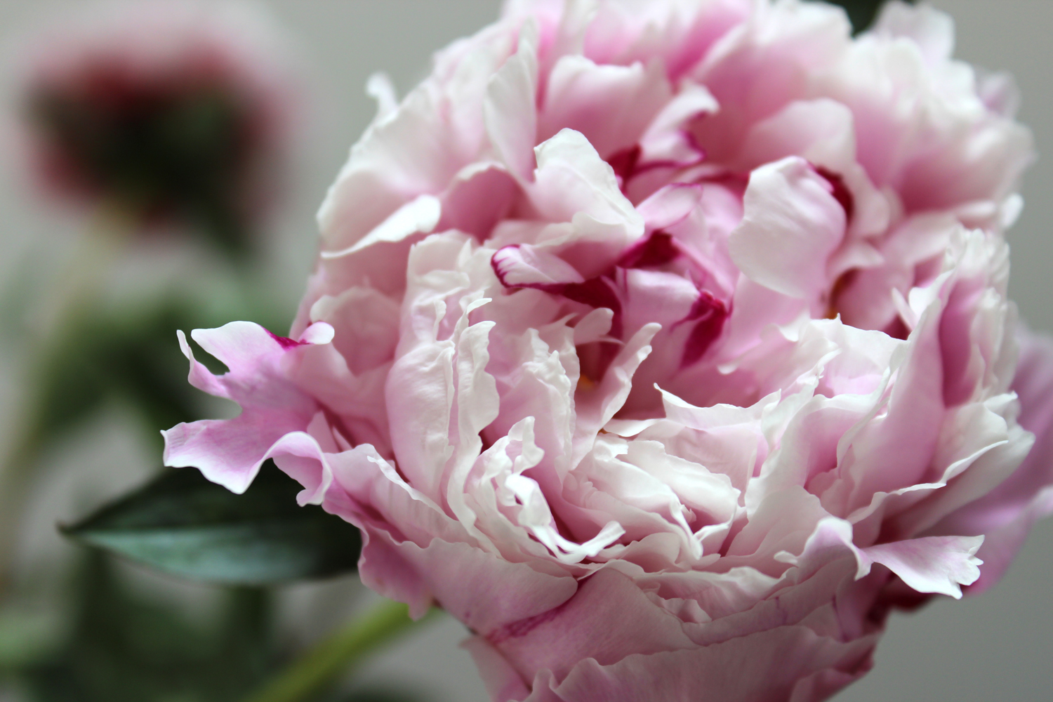 sarah bernhardt peony.jpg