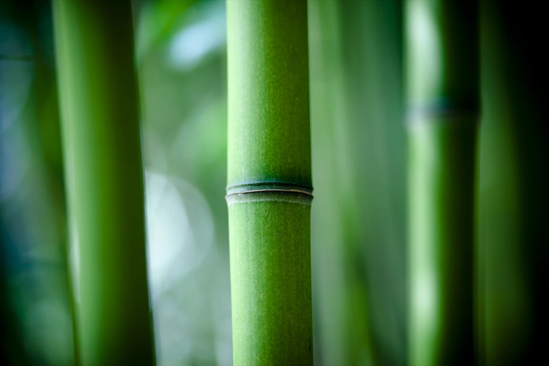 bamboo.jpg