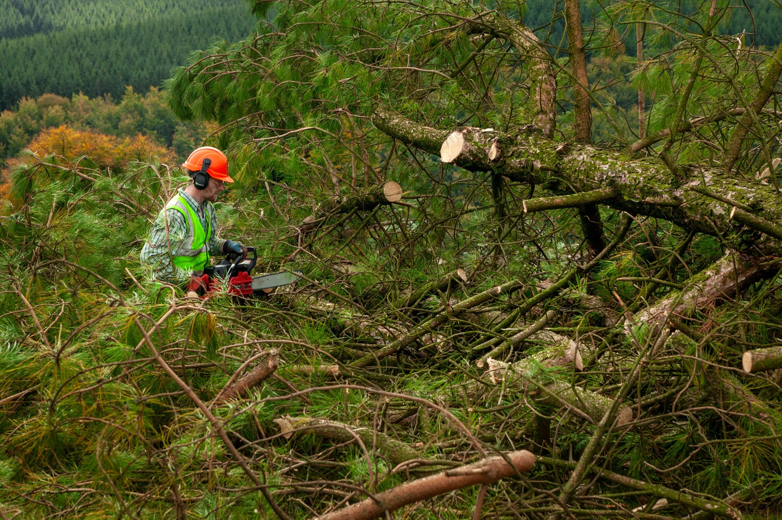 Forestry chain saw