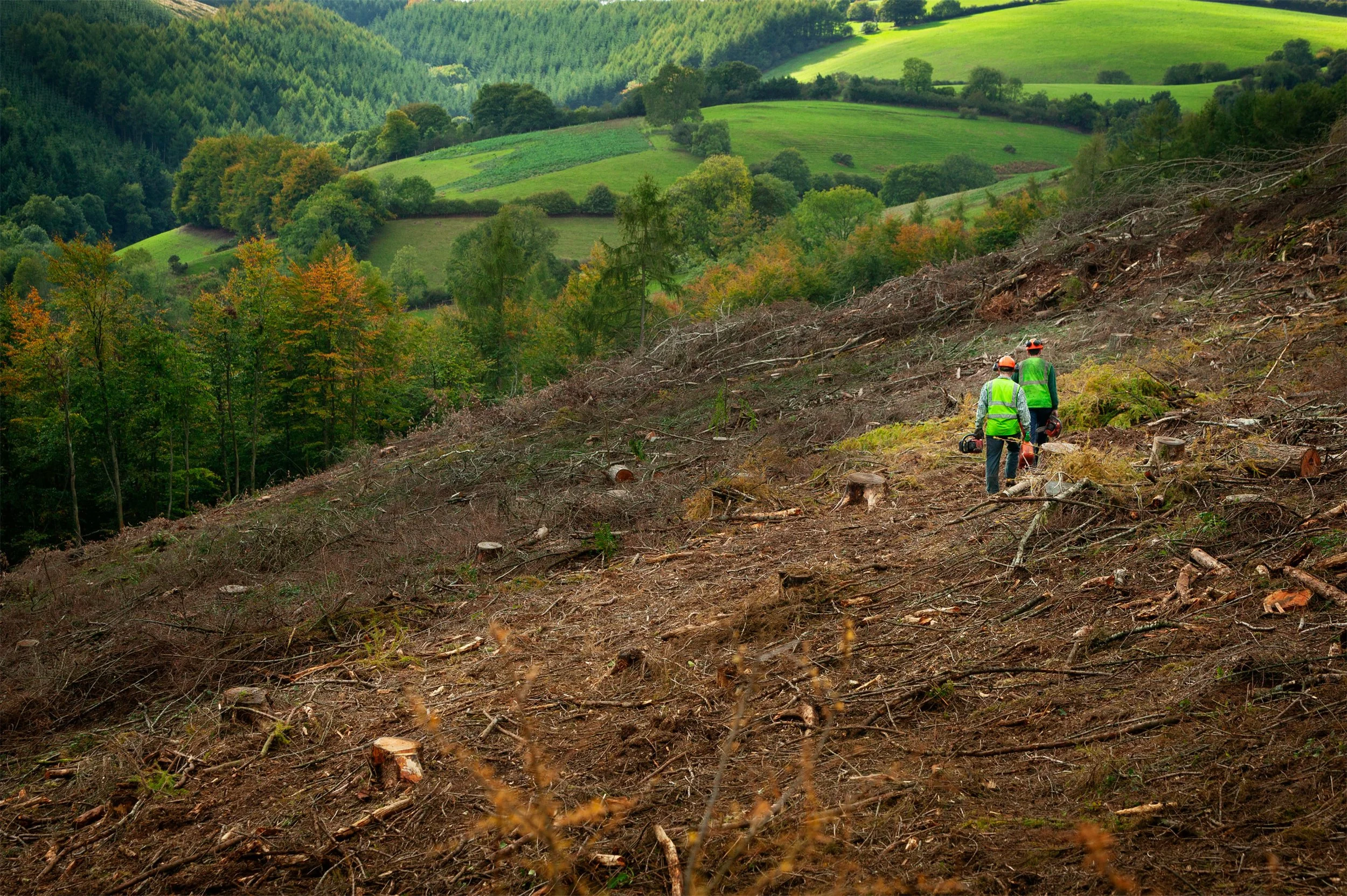 forestry