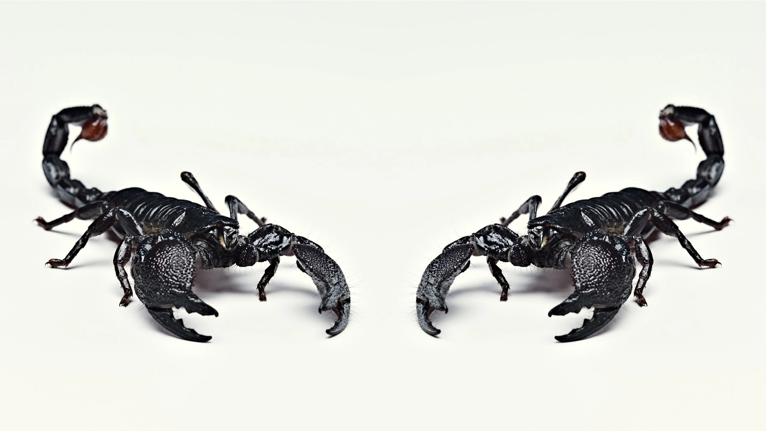 2 scorpions.jpg