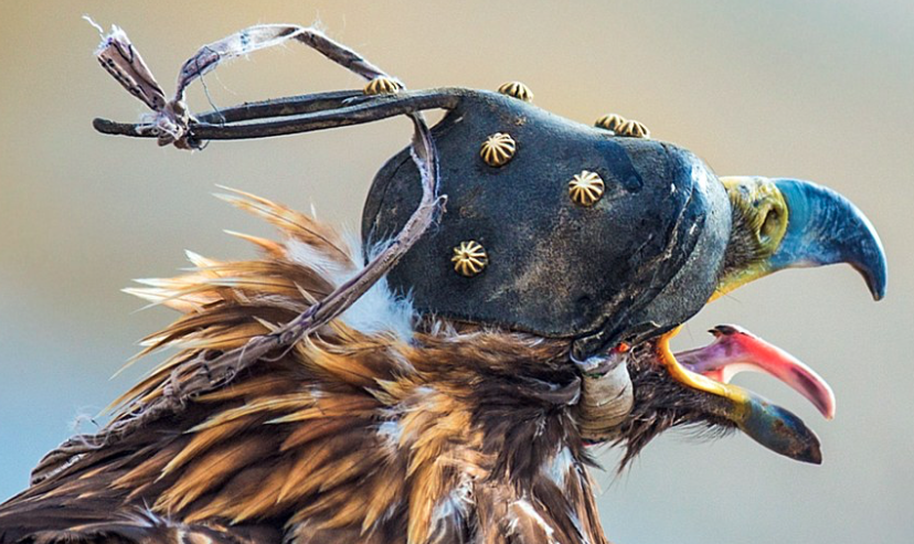 Example of Mongolian falcon hood. /// Photo: Batzaya Choijiljav (Image source: dailymail.co.uk)