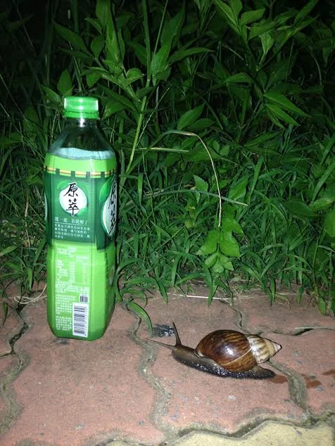 An actual snail i actually saw. Bottle for scale.