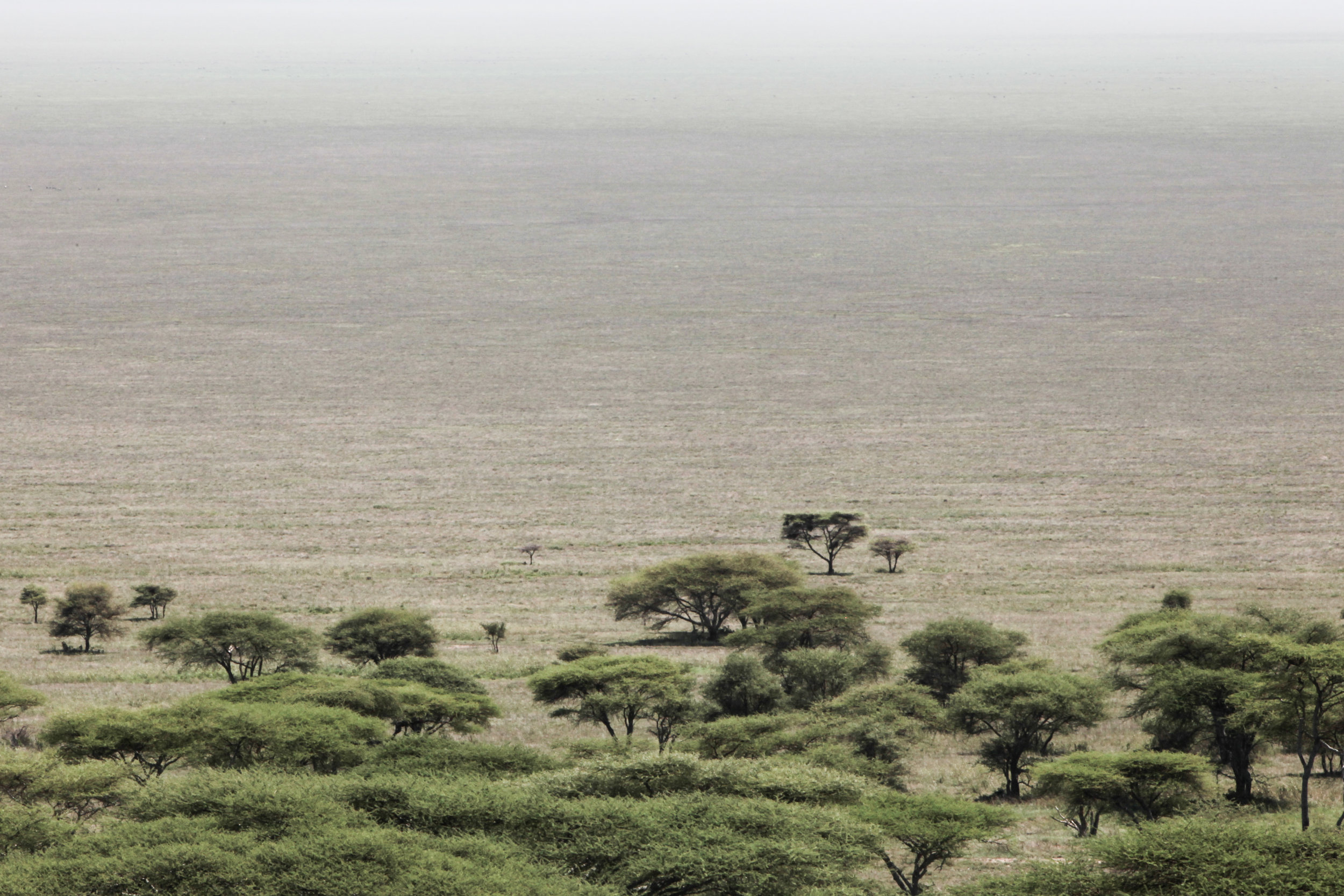 Serengeti NP. Tanzania. 2017.