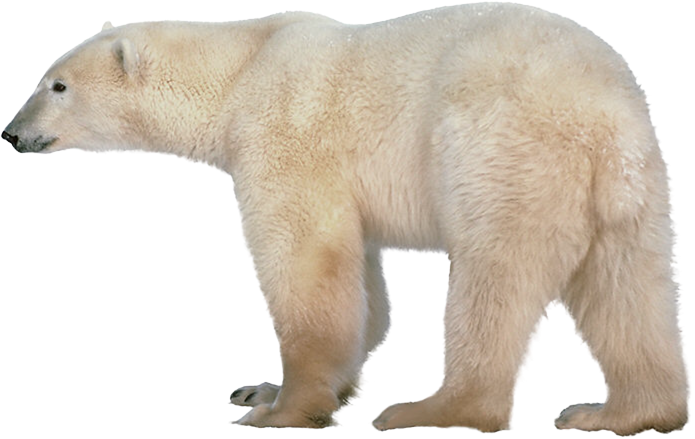 Polar-bear-clip-art-pictures-of-polar-bears-6-clipartix.png