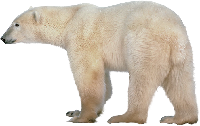 Polar-bear-clip-art-pictures-of-polar-bears-6-clipartix.png