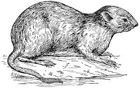 Oregon Democratic Club's Annual Muskrat Dinner