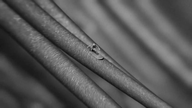 Surfing a human eyelash
