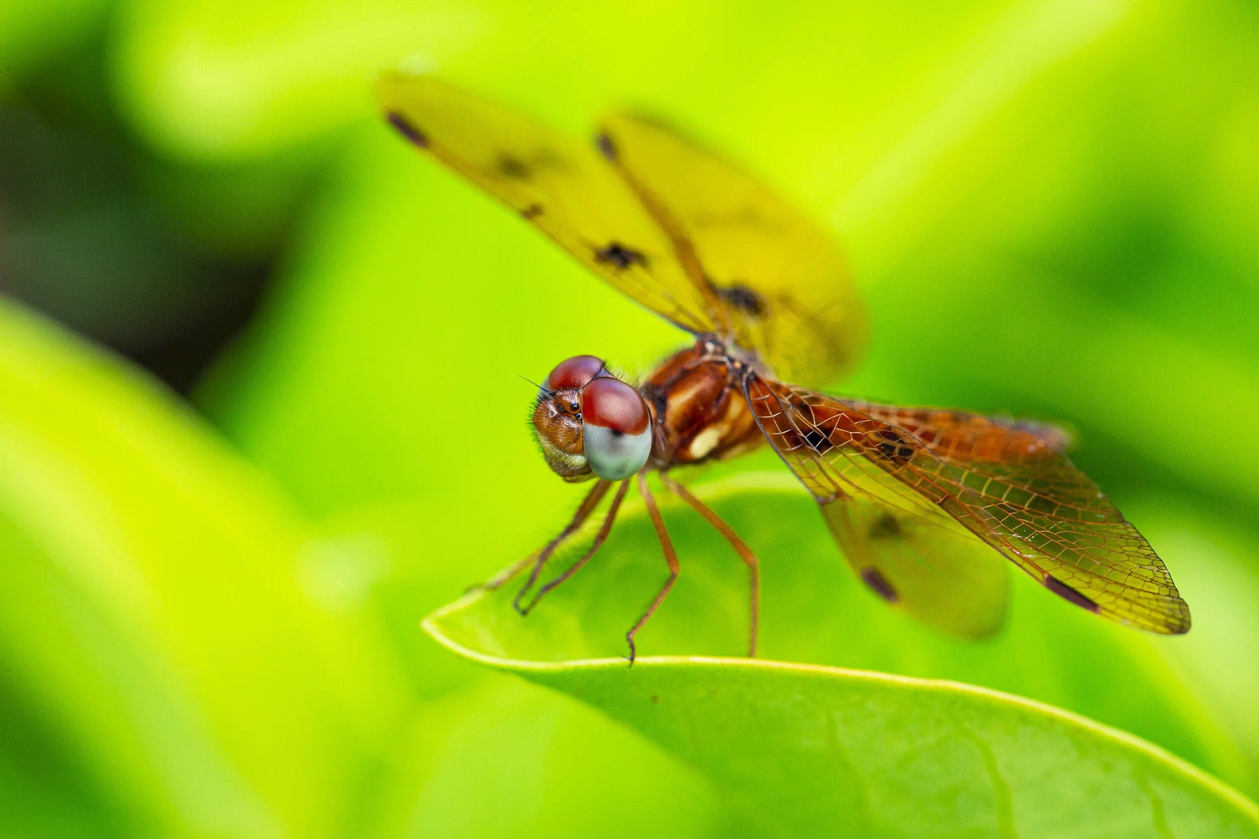 201101_Beeker_DG_185.JPG