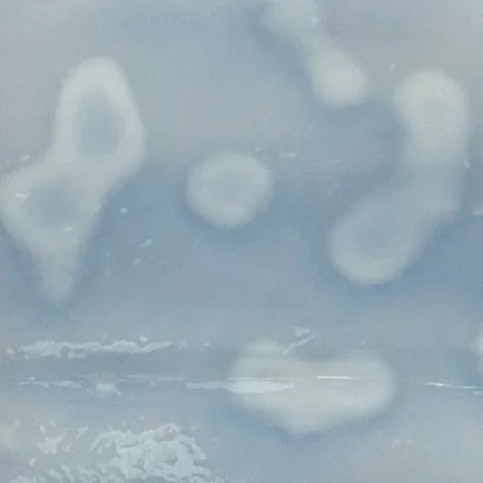 SPOTTED FRENCH BLUE.jpg