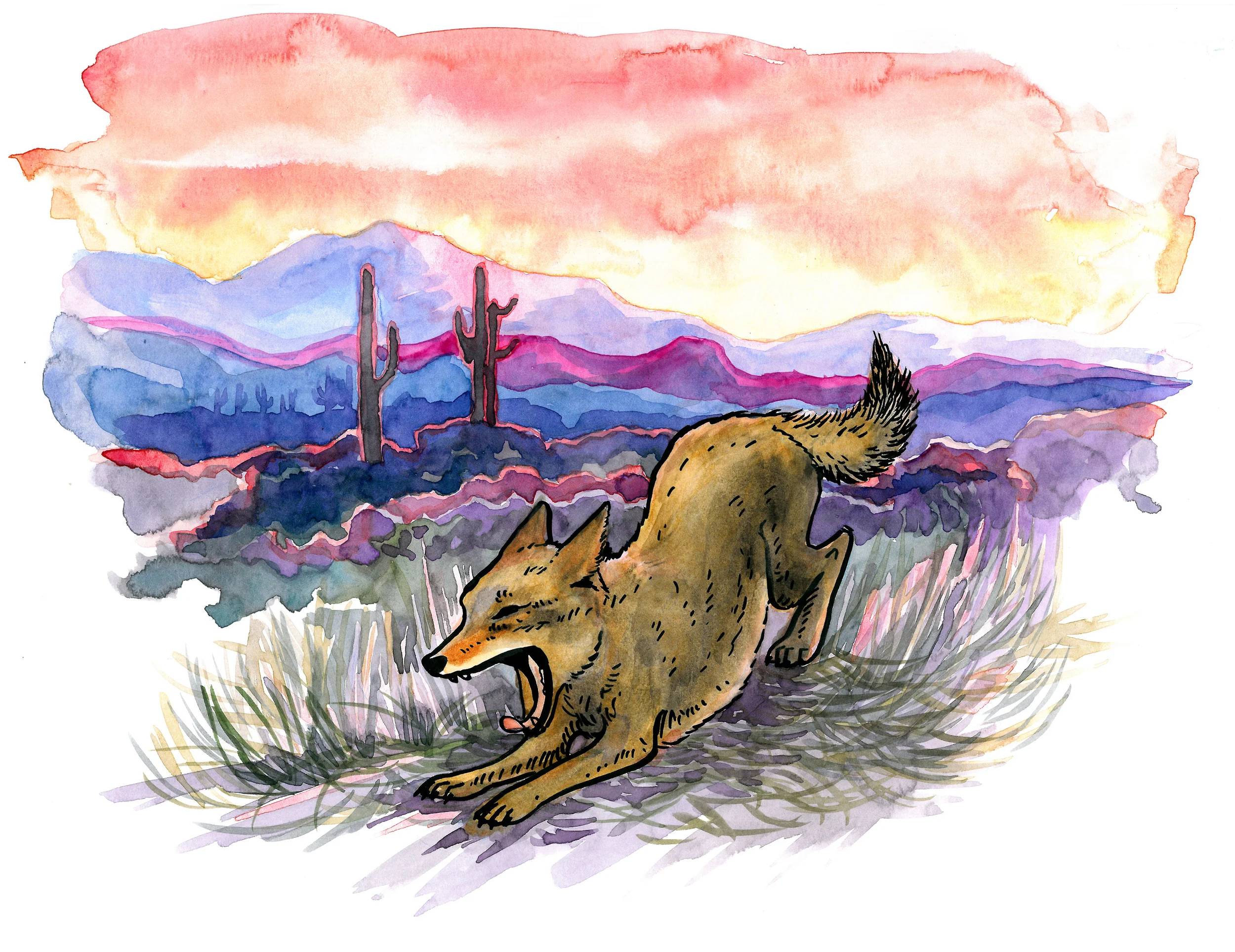 Cruz Coyote at Sunrise