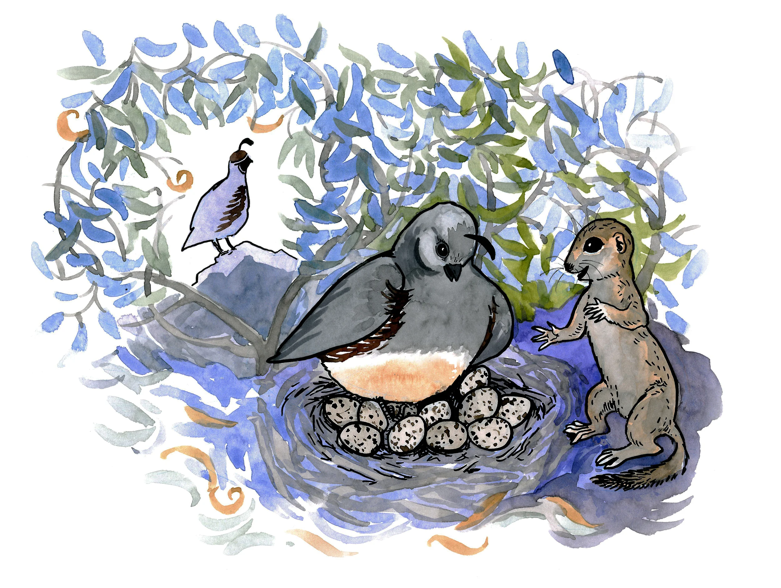 Queenie Quail chatting with Sammie Squirrel