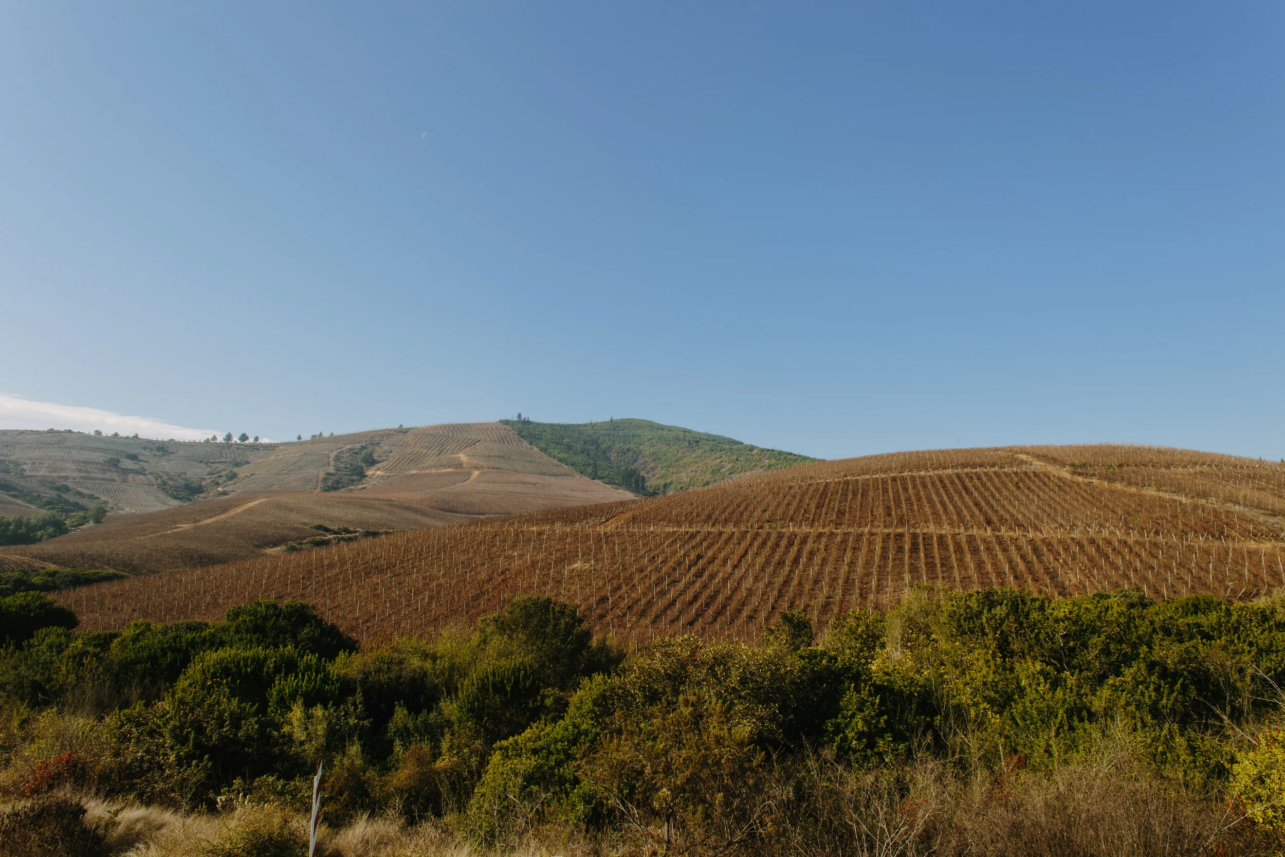 Mass production of grape, olive, and citrus envelops the hills of the lower basin as agro-industry expands, using Maipo water supplemented by groundwater pumping.