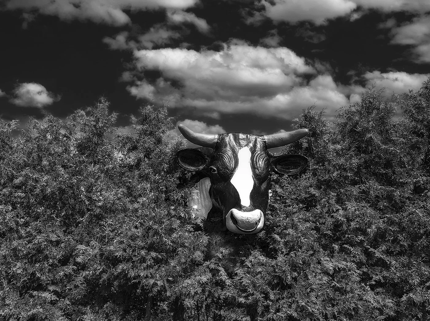 Cow in the Hedge.jpg